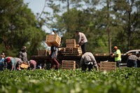 Farmworkers pick strawberries at Lewis Taylor Farms, which is co-owned by William L. Brim and Edward Walker who have large scale cotton, peanut, vegetable and greenhouse operations in Fort Valley, GA, on May 7, 2019.