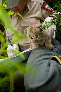A lynx kitten is held in place while a wildlife biologist documents their measurements. Credit: James Weliver / USFWS. Original public domain image from Flickr