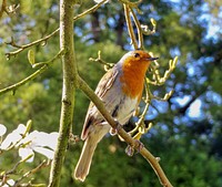 Robin bird in tree. Free public domain CC0 image.