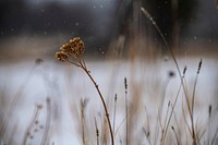 Close up shot of dried rubber rabbitbrush. Original public domain image from Flickr