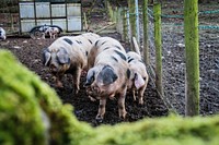 Pigs in hoghouse. Original public domain image from Flickr