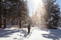 A skier is dusted from falling snow from a tree. Original public domain image from Flickr