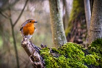 American robin in a woods background. Original public domain image from Flickr