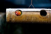 Cute parrot hiding. Free public domain CC0 photo.