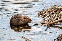 North American beaver (Castor canadensis). Original public domain image from Flickr