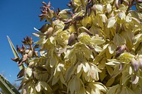 Yucca plant growing in the Pinyon Flat Campground Forest service photo by Tania C. Parra. Original public domain image from Flickr