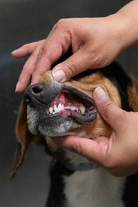 U.S. Department of Agriculture (USDA) Animal and Plant Health Inspection Service (APHIS) Plant Protection and Quarantine program (PPQ) National Detector Dog Training Center (NDDTC) Animal Caretaker Tinene Fraizer performs a routine health check on Detector Dog Trainee Booma, in Newnan, Georgia on April 5, 2019.