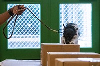 U.S. Department of Agriculture (USDA) Animal and Plant Health Inspection Service (APHIS) Plant Protection and Quarantine program (PPQ) National Detector Dog Training Center (NDDTC) Training Specialist James Mason, Sr. and Detector Dog Trainee Raines demonstrate cargo inspection, in Newnan, Georgia on April 4, 2019.