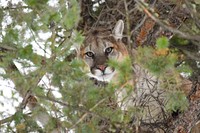 Male cougar in a tree. Original public domain image from Flickr