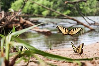Tiger swallowtails, Cleveland County, NC. Original public domain image from Flickr