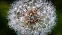 Dandelion desktop wallpaper. Original public domain image from Flickr