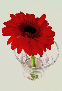 flower in a glass