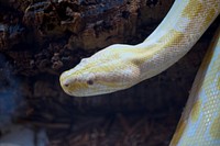 Albino Burmese Python 2Python molurus bivitattus.
