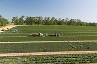 Farmworkers pick strawberries at Lewis Taylor Farms, which is co-owned by William L. Brim and Edward Walker who have large scale cotton, peanut, vegetable and greenhouse operations in Fort Valley, GA, on May 7, 2019.
