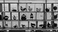 Chickens in cages, monotone. Original public domain image from Flickr