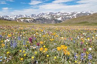 Wildflowers on Beartooth Pass, USA. Original public domain image from Flickr