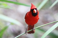 Northern Cardinal. Original public domain image from Flickr