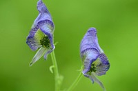 Northern monkshood in bloom. Check out this northern monkshood in full bloom at Driftless Area National Wildlife Refuge. Original public domain image from Flickr