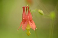 Columbine in bloom. Check out this columbine in full bloom at Driftless Area National Wildlife Refuge. Original public domain image from Flickr