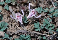 Bridger-Teton National Forest, USFS Liz Davy. Original public domain image from Flickr