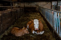 Brown cows in cowshed. Original public domain image from Flickr