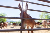 Stock getting ready for the summer at Stephens Creek Corral by Jacob W. Frank. Original public domain image from Flickr