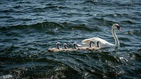 Swans in a lake. Original public domain image from Flickr