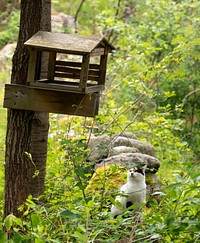 Old rickety bird feeder - with cat