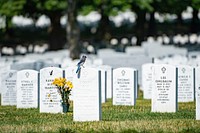A bluejay sits on a headstone in Section 60 of Arlington National Cemetery, Arlington, Virginia, June 24, 2019. (U.S. Army photo by Elizabeth Fraser). Original public domain image from Flickr