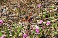 Olympic Taylor's Checkerspot on Sea-blush, photo by Karen HoltropThe Taylor's checkerspot butterfly was listed as an endangered species under the ESA October 3, 2013. Olympic National Forest managers work to help conserve thier unique habitat. Original public domain image from Flickr