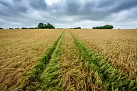 Stormy field. Original public domain image from Flickr