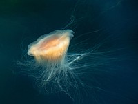 Bright floating jellyfish alone. Free public domain CC0 image.