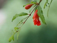 Red flower background. Free public domain CC0 image.