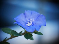 Blue flower. Free public domain CC0 photo.