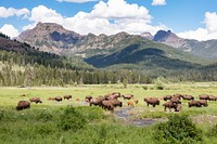 Bison grazing in Round Prairie near Pebble Creek Campgroundby Jacob W. Frank. Original public domain image from Flickr