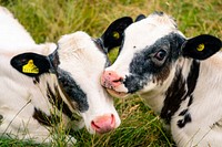 Cows in a field. Original public domain image from Flickr