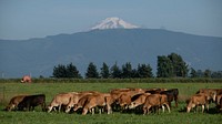 Cows graze in a pasture at Twinbrook Creamery, in Lynden, WA, on August 5, 2019. USDA Photo by Lance Cheung. Original public domain image from <a href="https://www.flickr.com/photos/usdagov/48470609647/" target="_blank" rel="noopener noreferrer nofollow">Flickr</a>