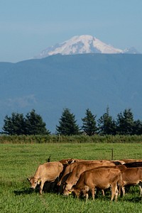 Cows graze in a pasture at Twinbrook Creamery, in Lynden, WA, on August 5, 2019. In the distance is Mt. Baker. USDA Photo by Lance Cheung. Original public domain image from Flickr