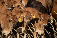 Cows graze in a pasture at Twinbrook Creamery, in Lynden, WA, on August 5, 2019. USDA Photo by Lance Cheung. Original public domain image from Flickr