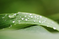 Water Drops. Water drops on grass after the rain. Original public domain image from Flickr