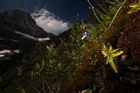 California Butterwort (Pinguicula macroceras). Original public domain image from Flickr