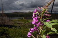 Fireweed (Chamerion angustifolium). Original public domain image from Flickr