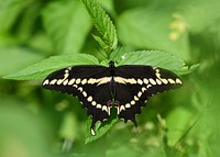 Giant Swallowtail Butterfly. Original public domain image from Flickr