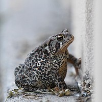 American Toad. Original public domain image from Flickr