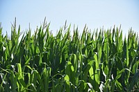 Cornfield. Original public domain image from Flickr