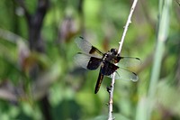 Widow Skimmer DragonflyWe spotted this widow skimmer perched on a stick near a pond. Dragonflies can eat as much as their own weight in as little as 30 minutes!Photo by Courtney Celley/USFWS. Original public domain image from Flickr