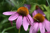 Purple Coneflowers in BloomPurple coneflowers are a great native source of nectar for a wide variety of species, including butterflies and hummingbirds.Photo by Courtney Celley/USFWS. Original public domain image from Flickr