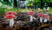 Fly Agric.(Amanita muscaria). With their distinctive blood red cap, flecked with white tissue, fly agarics can be seen in autumn in pine plantations. They contain hallucinatory poisons, and death can result quickly if they are eaten. Original public domain image from Flickr