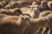 U.S. Department of Agriculture Market Reporters Heath Dewey and Chris Dias practice grading sheep and cattle at a feedlot in Colorado, August 12, 2019.USDA Photo by Preston Keres. Original public domain image from Flickr