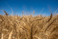 U.S. Department of Agriculture Market Reporter Heath Dewey takes a closer look at a wheat field outside of Eaton, Colorado, August 12, 2019.USDA Photo by Preston Keres. Original public domain image from Flickr